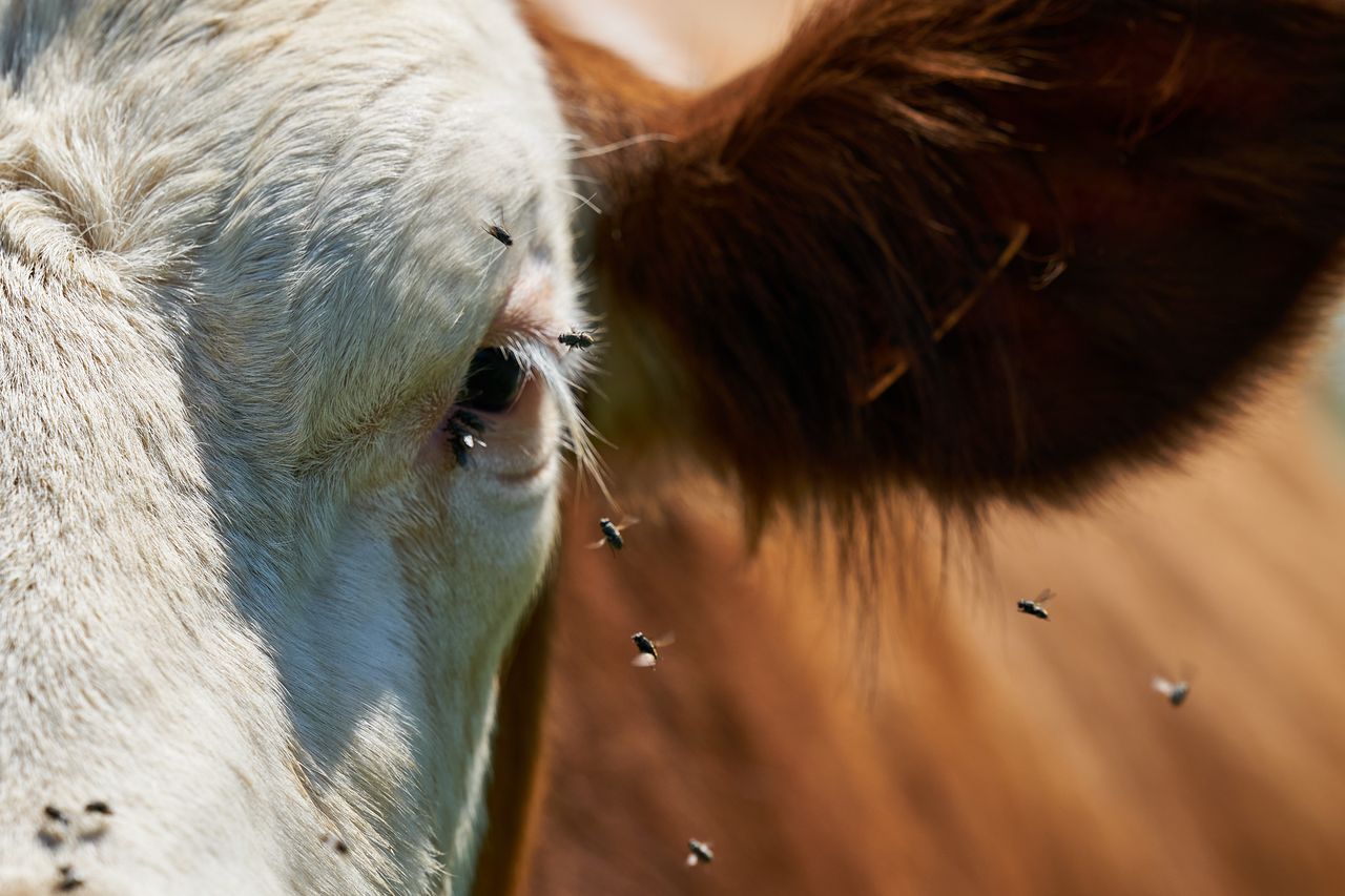 Zoom Faune Vache Montbéliarde 01